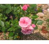 Роза Пинк Бэбифлор (Pink Babyflor) Тантау 1993. Миниатюрная.